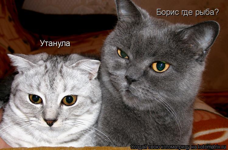 Котоматрица: Борис где рыба? Утанула