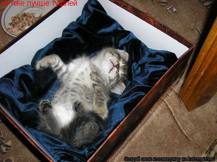 Котоматрица: ну яже лучше туфлей