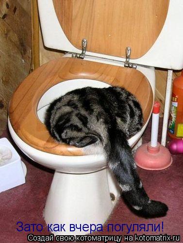 Зато как вчера погуляли!... Котоматрица: Зато как вчера погуляли!