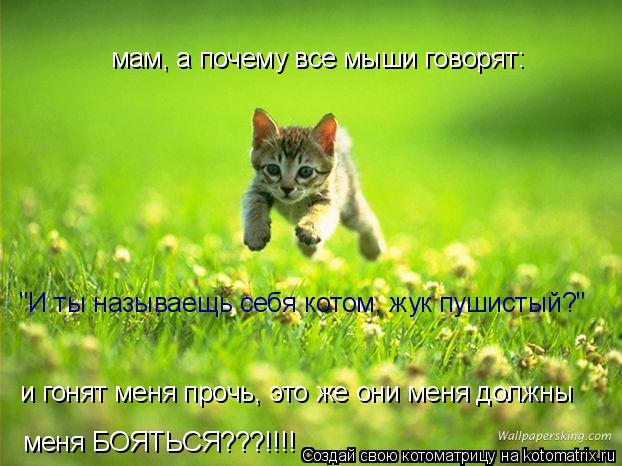 мам, а почему все мыши говорят: "И ты называещь себя котом, жук пушистый?" и гонят меня прочь, это же... Котоматрица: мам, а почему все мыши говорят: "И ты называещь себя котом, жук пушистый?" и гонят меня прочь, это же они меня должны меня БОЯТЬСЯ???!!!!