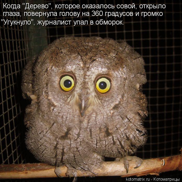 Когда "Дерево", которое оказалось совой, открыло глаза, повернула голову на 360 градусов и громко "У... Котоматрица: Когда "Дерево", которое оказалось совой, открыло глаза, повернула голову на 360 градусов и громко "Угукнуло", журналист упал в обморок. :)