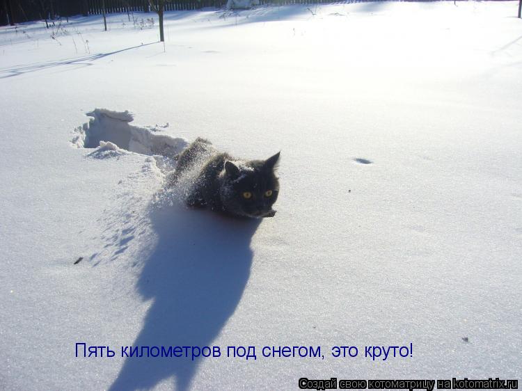 Пять километров под снегом, это круто!... Котоматрица: Пять километров под снегом, это круто!
