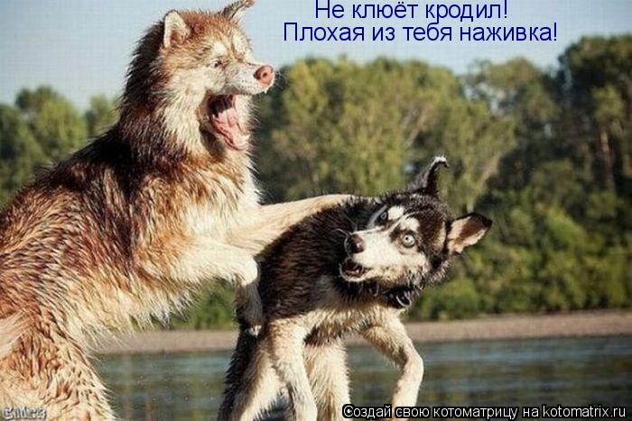 Котоматрица: Плохая из тебя наживка! Не клюёт кродил!