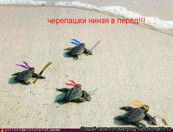 черепашки нинзя в перёд!!!... Котоматрица: черепашки нинзя в перёд!!!
