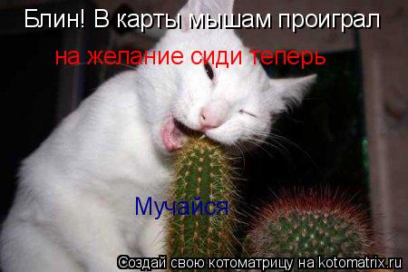 Блин! В карты мышам проиграл на желание сиди теперь Мучайся... Котоматрица: Блин! В карты мышам проиграл на желание сиди теперь Мучайся