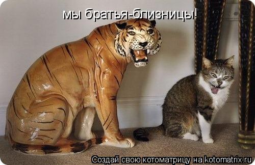 мы братья-близницы!... Котоматрица: мы братья-близницы!