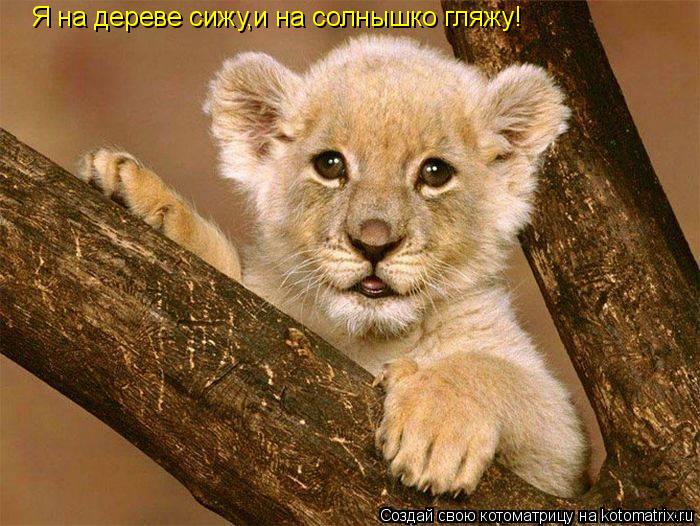 Я на дереве сижу,и на солнышко гляжу!... Котоматрица: Я на дереве сижу,и на солнышко гляжу!