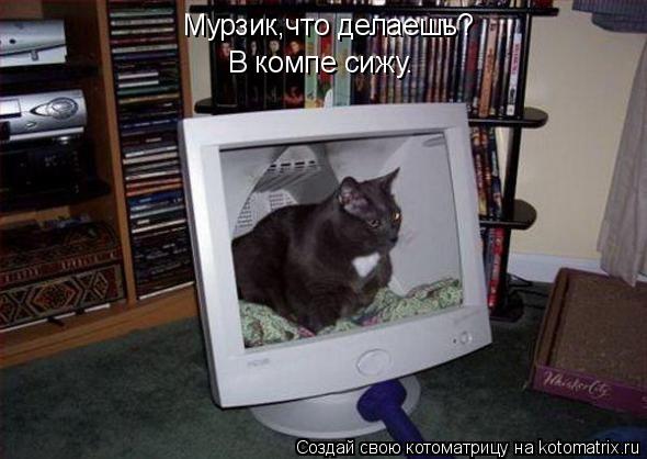 Котоматрица: Мурзик,что делаешь? В компе сижу.