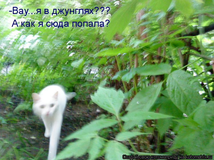 Котоматрица: -Вау...я в джунглях??? А как я сюда попала?