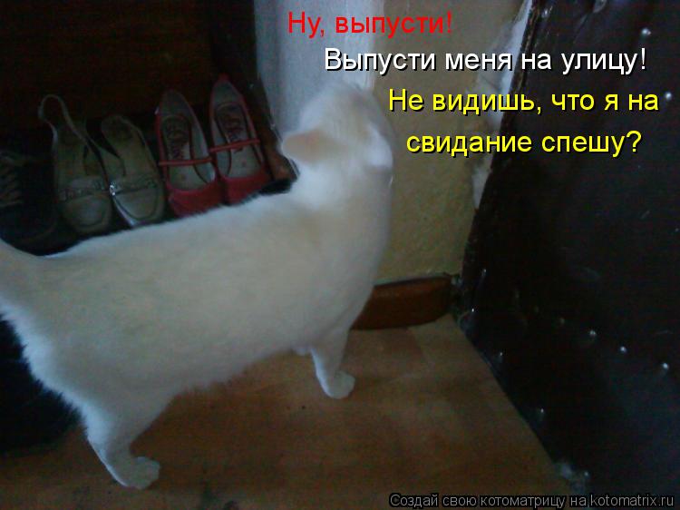 Котоматрица: Ну, выпусти! Выпусти меня на улицу! Не видишь, что я на свидание спешу?