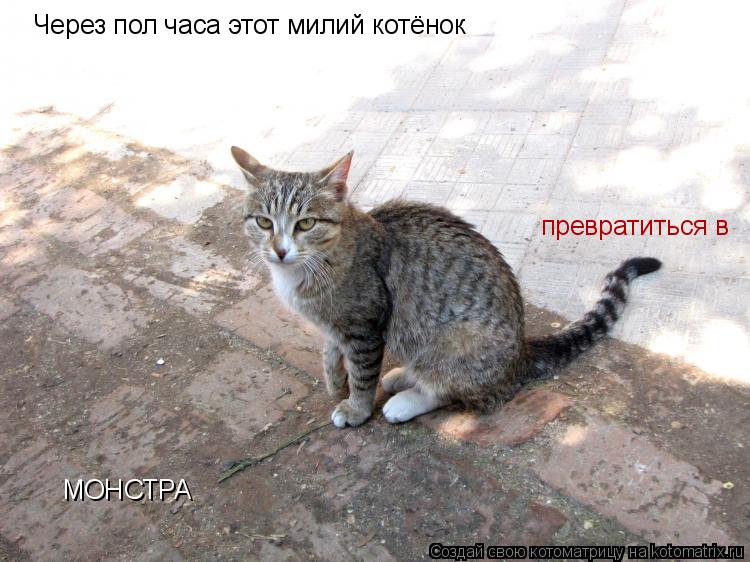 Котоматрица: Через пол часа этот милий котёнок превратиться в  МОНСТРА