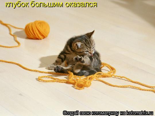 Котоматрица: клубок большим оказался