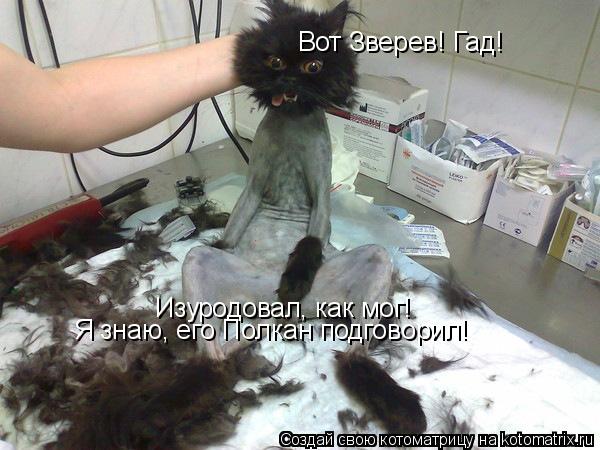 Котоматрица: Вот Зверев! Гад! Изуродовал, как мог! Я знаю, его Полкан подговорил!