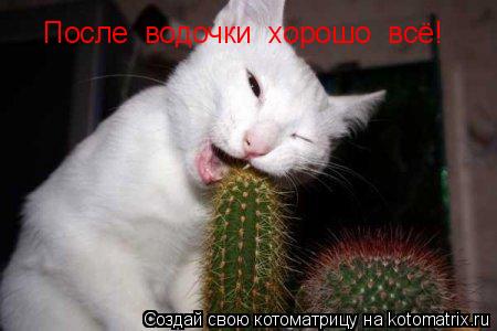 Котоматрица: После  водочки  хорошо  всё!