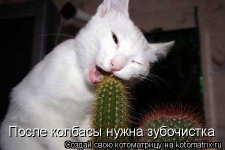 Котоматрица: После колбасы нужна зубочистка