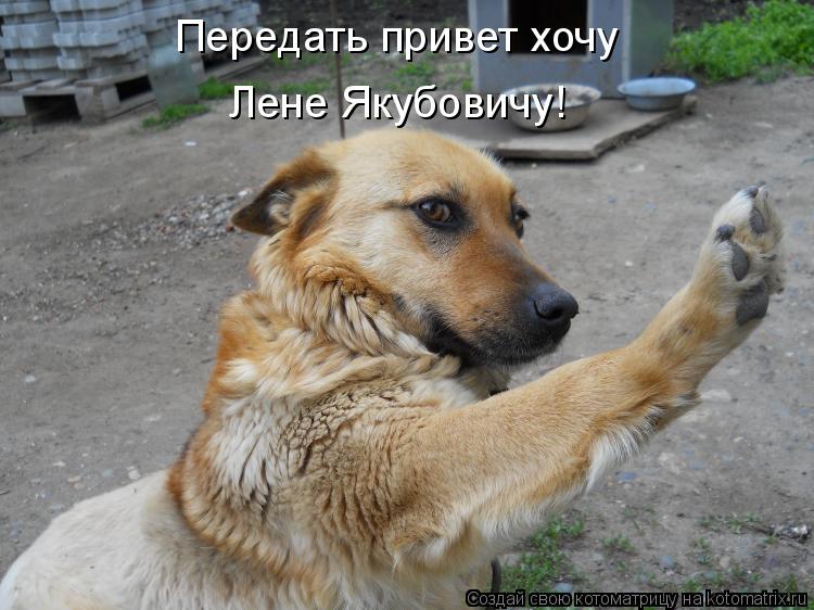 Котоматрица: Передать привет хочу Лене Якубовичу!