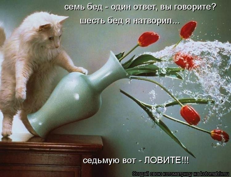 Котоматрица: семь бед - один ответ, вы говорите? шесть бед я натворил... седьмую вот - ЛОВИТЕ!!!