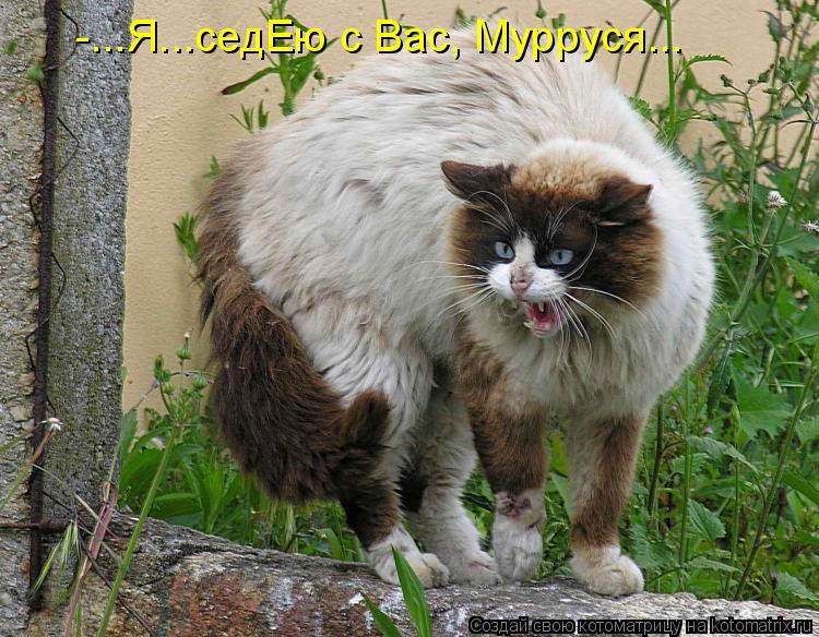 Котоматрица: -...Я...седЕю с Вас, Мурруся...