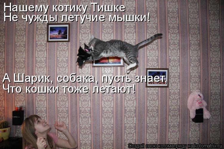 Котоматрица: Нашему котику Тишке Не чужды летучие мышки! А Шарик, собака, пусть знает, Что кошки тоже летают!