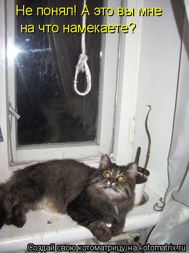 Котоматрица: Не понял! А это вы мне  на что намекаете?