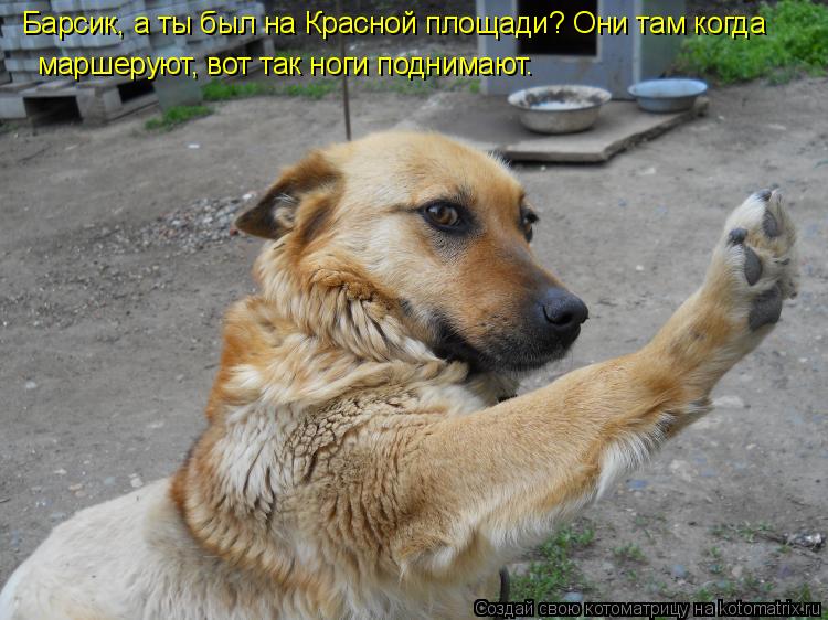 Котоматрица: Барсик, а ты был на Красной площади? Они там когда маршеруют, вот так ноги поднимают.