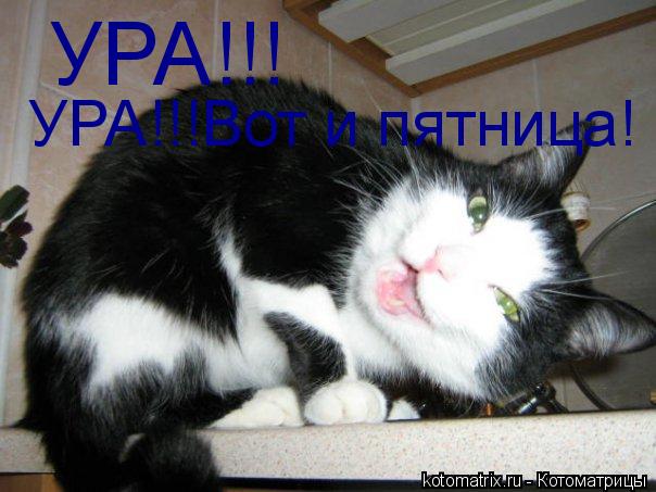 Котоматрица: УРА!!! УРА!!!Вот и пятница!