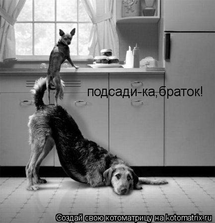 подсади-ка,браток!... Котоматрица: подсади-ка,браток!