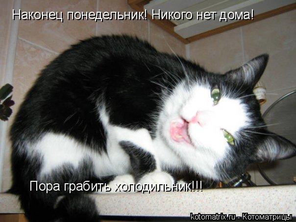 Котоматрица: Наконец понедельник! Никого нет дома! Пора грабить холодильник!!!