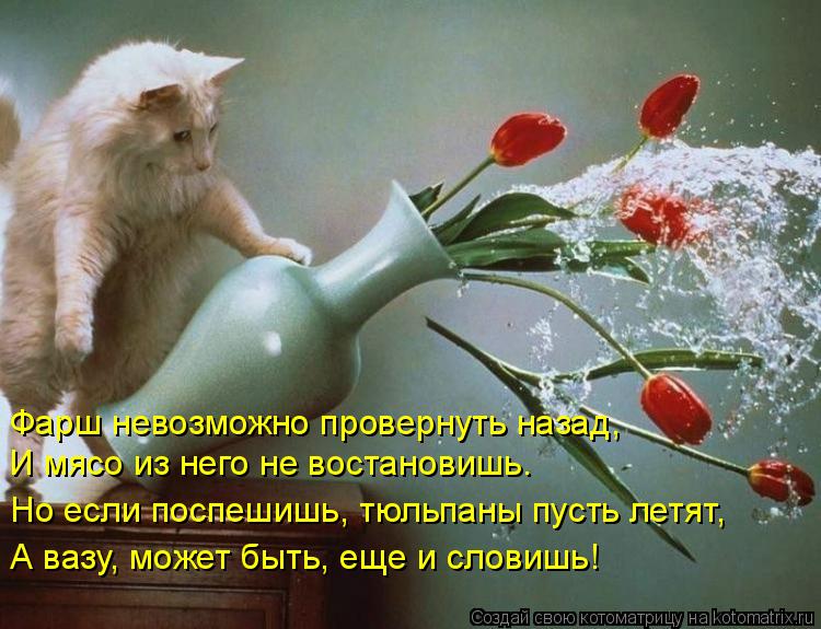 Котоматрица: Фарш невозможно провернуть назад,  И мясо из него не востановишь.   Но если поспешишь, тюльпаны пусть летят,  А вазу, может быть, еще и словишь!
