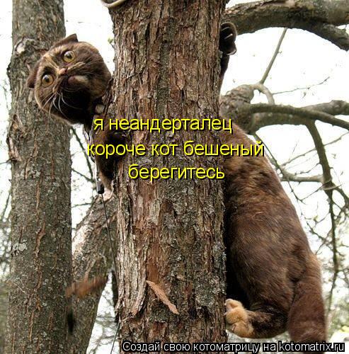 Котоматрица: я неандерталец   короче кот бешеный  берегитесь