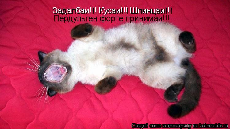 Котоматрица: Задалбаи!!! Кусаи!!! Шпинцаи!!! Пердульген форте принимаи!!!