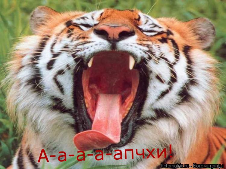 Котоматрица: А-а-а-а-апчхи!