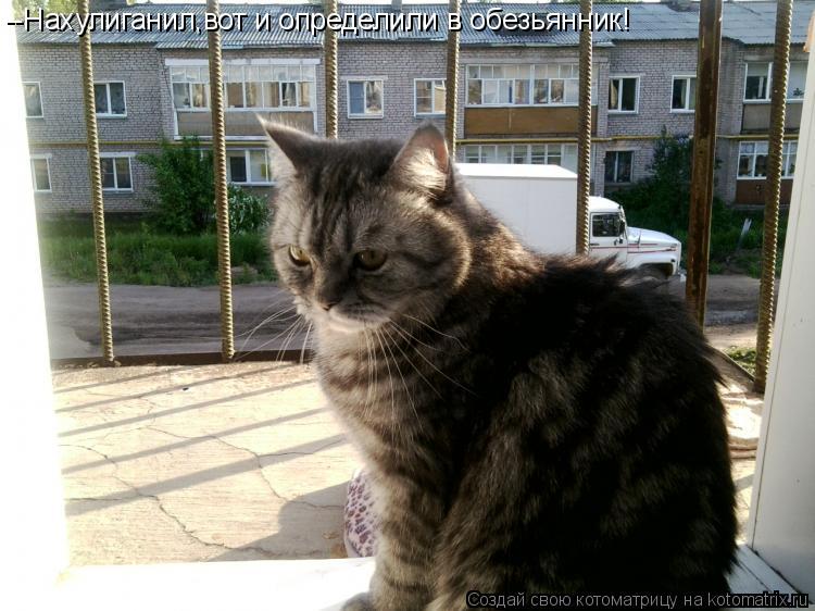 Котоматрица: --Нахулиганил,вот и определили в обезьянник!