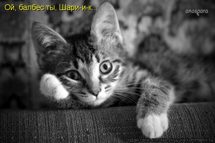 Котоматрица: Ой, балбес ты, Шари-и-к...