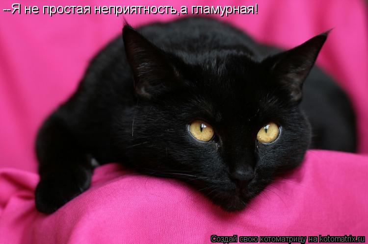 Котоматрица: --Я не простая неприятность,а гламурная!