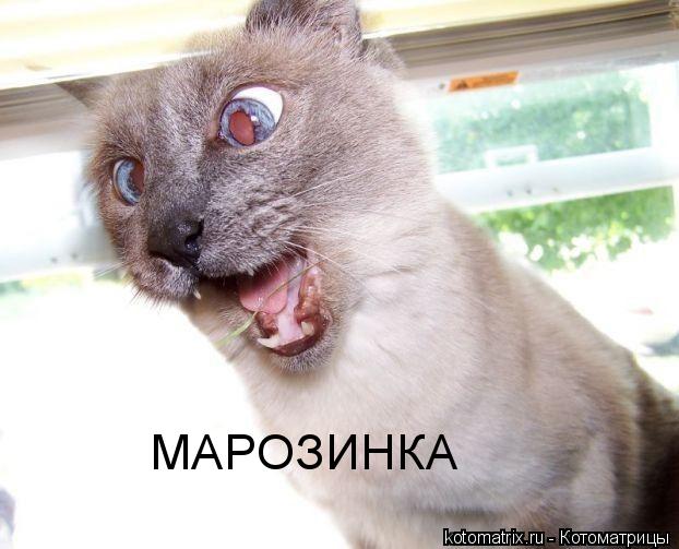 Котоматрица: МАРОЗИНКА