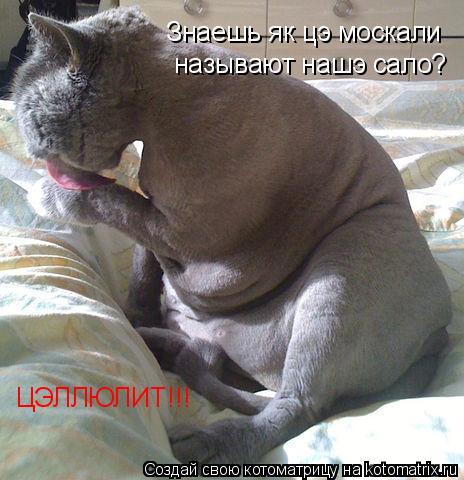 Котоматрица: Знаешь як цэ москали ЦЭЛЛЮЛИТ!!! называют нашэ сало?