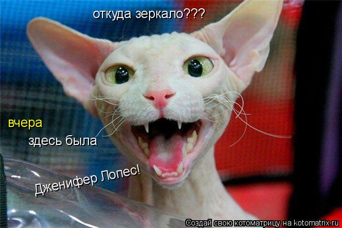 Котоматрица: откуда зеркало??? здесь была Дженифер Лопес! вчера