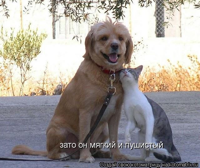 Котоматрица: зато он мягкий и пушистый