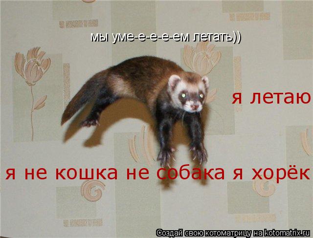 Котоматрица: мы уме-е-е-е-ем летать)) я не кошка не собака я хорёк я летаю