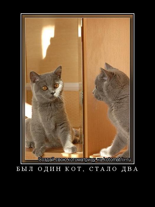 был один кот, стало два ... Котоматрица: был один кот, стало два