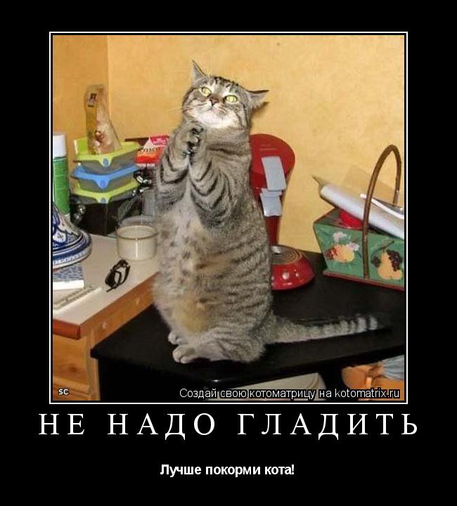 Котоматрица: Не надо гладить Лучше покорми кота!