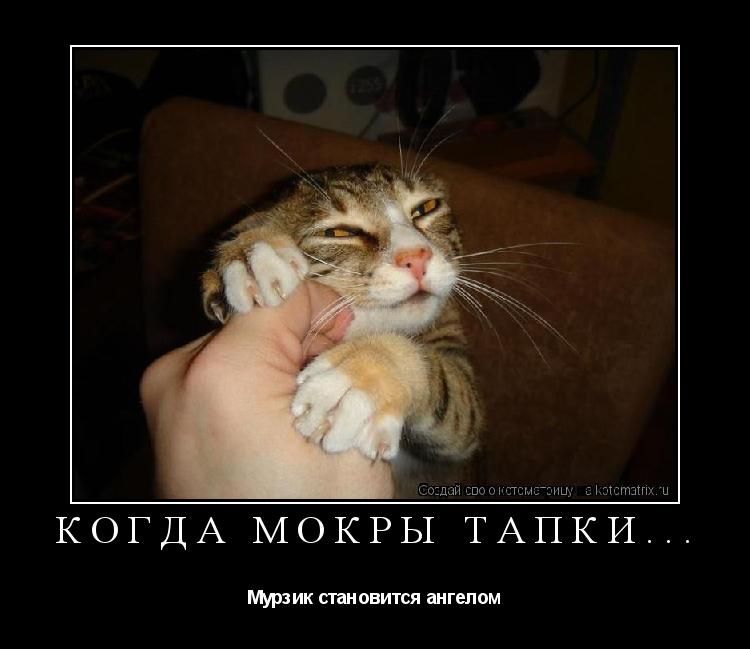 Котоматрица: Когда мокры тапки... Мурзик становится ангелом