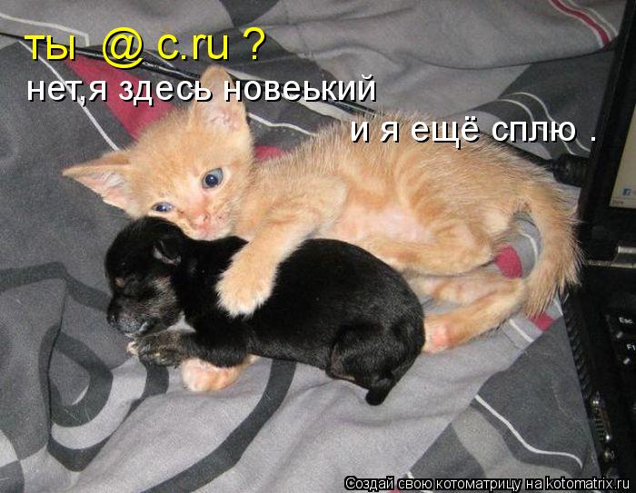 Котоматрица: ты  @ c.ru ? нет,я здесь новеький и я ещё сплю .