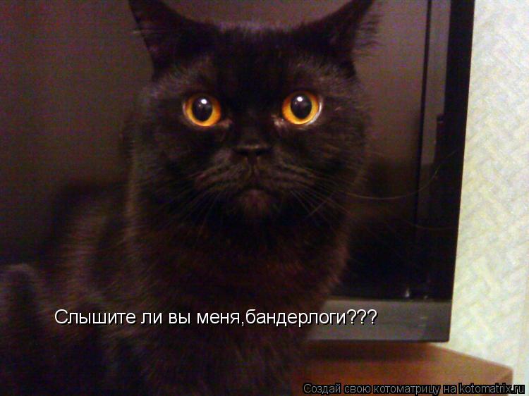 Котоматрица: Слышите ли вы меня,бандерлоги???