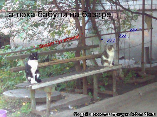 Котоматрица: ...а пока бабули на базаре... "...бродят тут всякие!.." "...ZZZ.. Zzz.. ..zzz.."
