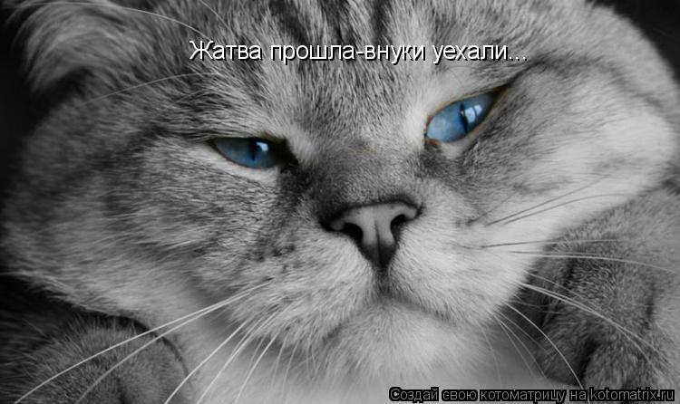 Котоматрица: Жатва прошла-внуки уехали...