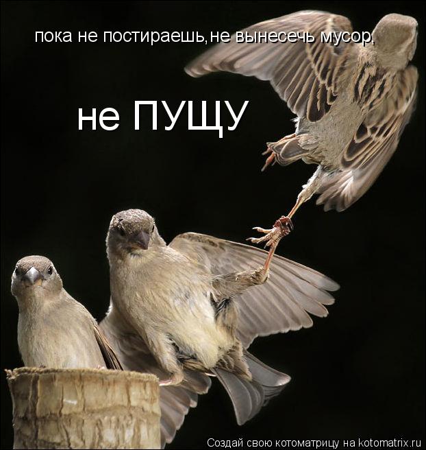 Котоматрица: пока не постираешь,не вынесечь мусор, не ПУЩУ
