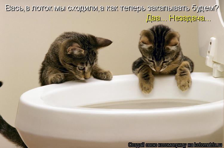 Котоматрица: Вась,в лоток мы сходили,а как теперь закапывать будем? Даа... Незадача...