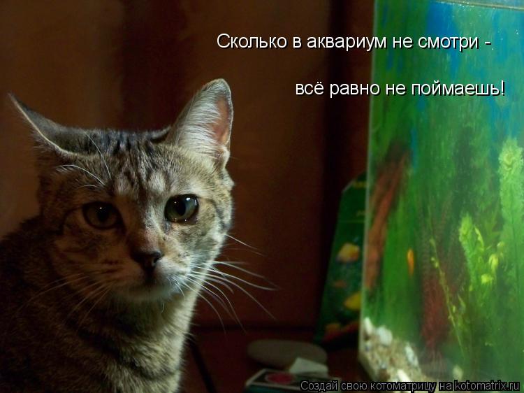 Котоматрица: Сколько в аквариум не смотри -  всё равно не поймаешь!